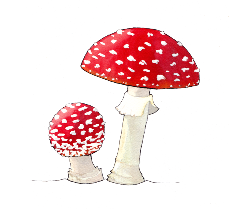 Mushroom Mushroom