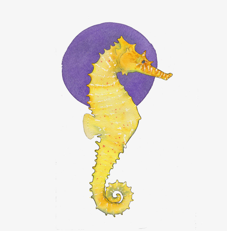 Zebrasnout Seahorse