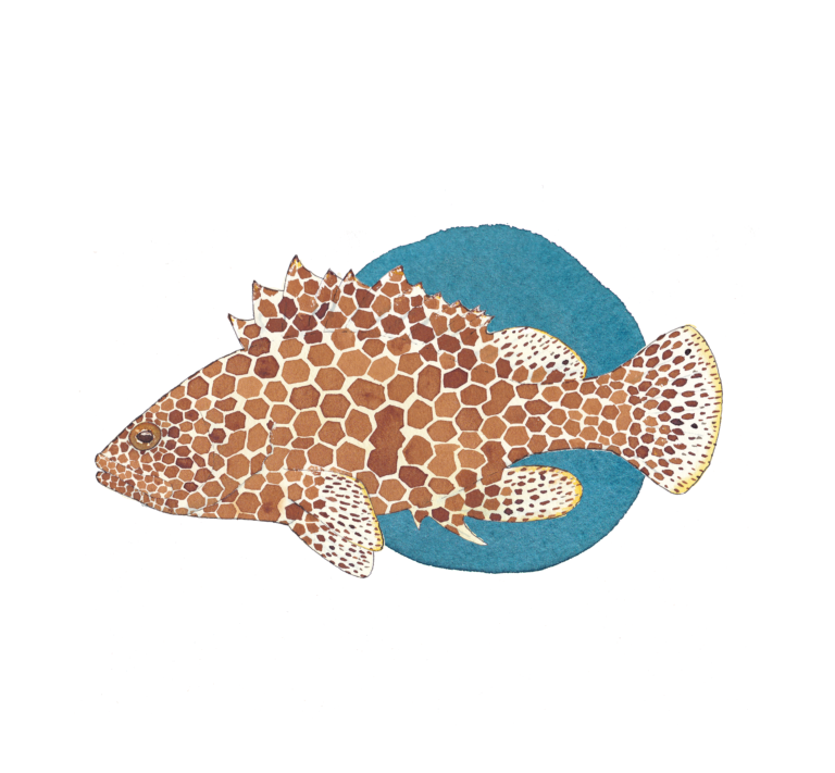 Honeycomb Grouper