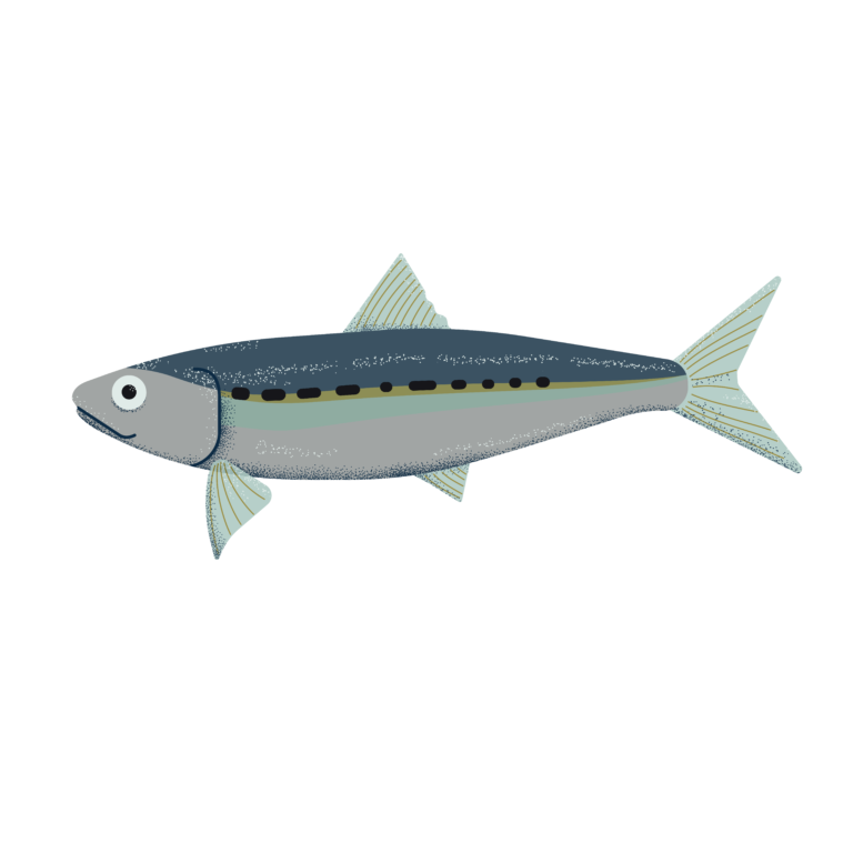 Sardine