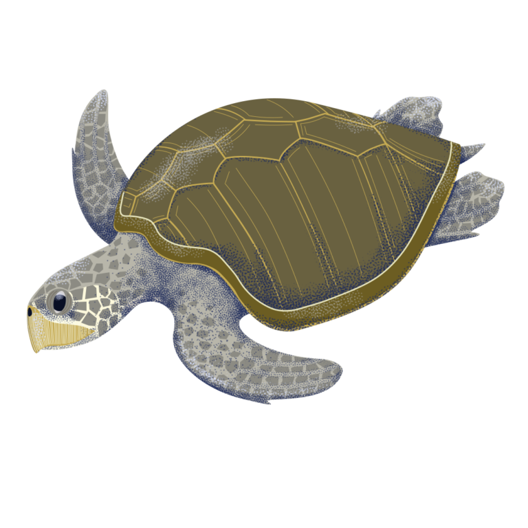 Olive Ridley Sea Turtle